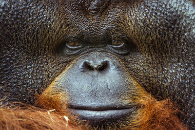 Portrait of a monkey