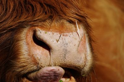 Close-up of a scottish highland cow