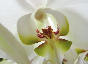 Close-up of white flower