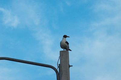 Low angle view of seagull perching on pole against sky