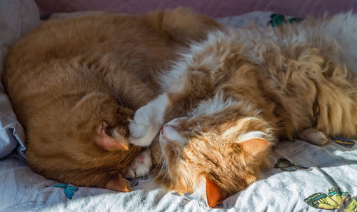 Two ginger cats. domestic cats sleeping in their arms. two cats cuddling on the bed.