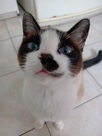 Close-up portrait of a cat