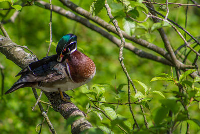 Close-up of bird perching on tree