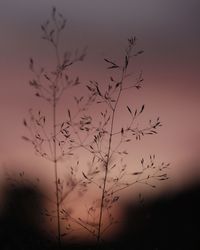 Silhouette birds flying against sky at dusk