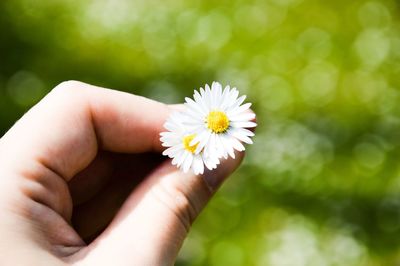 Close-up of cropped hand holding daisy