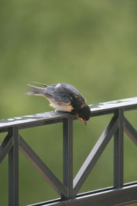 Close-up of bird perching on railing