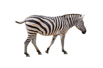 Side view of zebra against white background