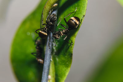 Close-up of ants on stem