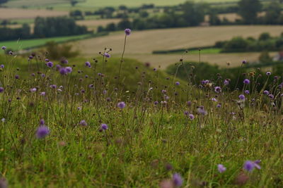 Purple flowering plants on field