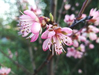 Close-up of pink flowers
