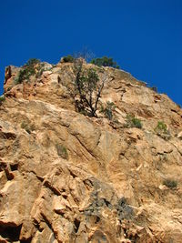 Low angle view of tree against clear blue sky