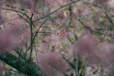 Close-up of pink cherry blossoms in spring