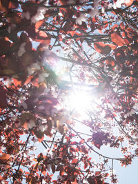 Low angle view of sunlight streaming through tree