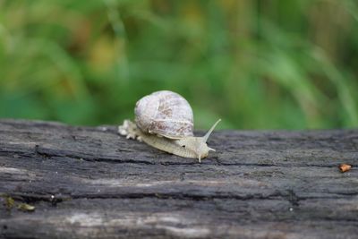 Close-up of snail on wood