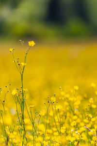 Close-up of yellow flowering plants on field