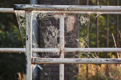 Close-up of wet spider web against fence