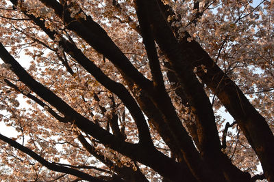 Low angle view of tree against sky