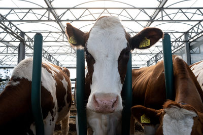 Close-up of cow in pen