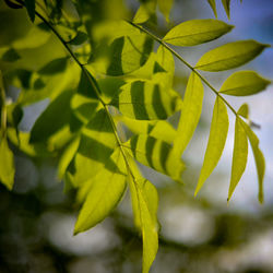 Close-up of leaves against blurred background