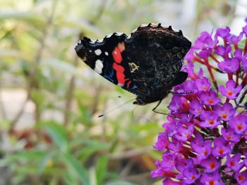 Close-up of butterfly pollinating on purple flower