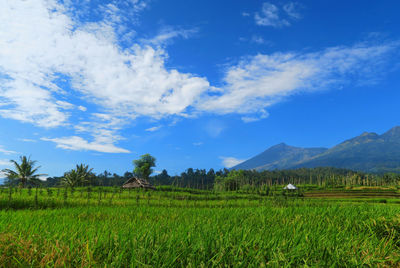 Crops growing on farm against cloudy sky