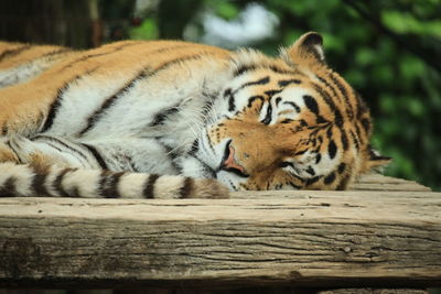 Cat resting in a zoo