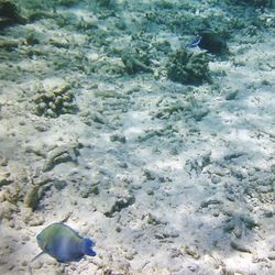 High angle view of turtle in water