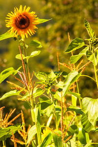 Close-up of flowering plant on field