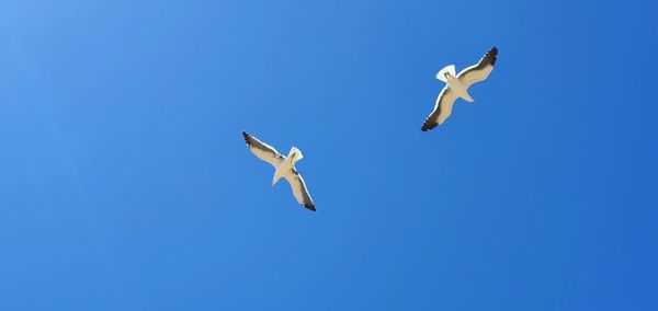 Low angle view of seagull flying in sky
