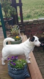 White dog in flower pot