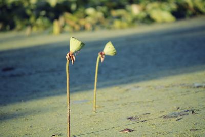 Close-up of white flower on sand