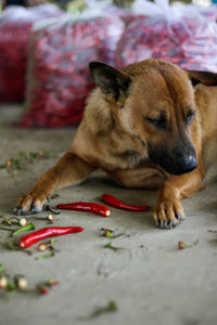 Close-up of dog resting