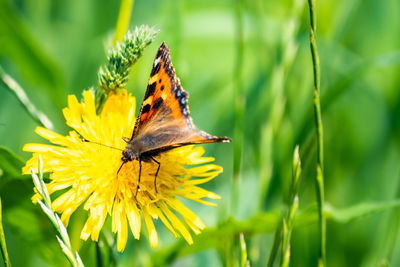 Close-up of butterfly pollinating on flower