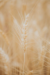 Close-up of wheat