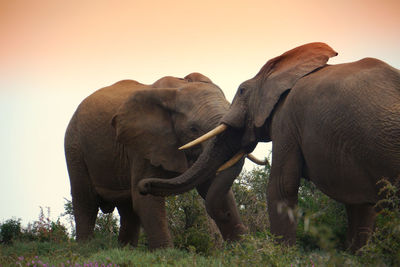 Elephants fighting on field against clear sky