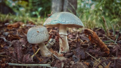 Close-up of mushroom growing in forest