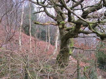 Ivy growing on tree