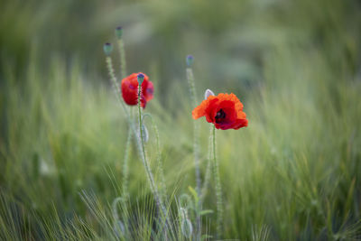 Close-up of red poppy flowers on field