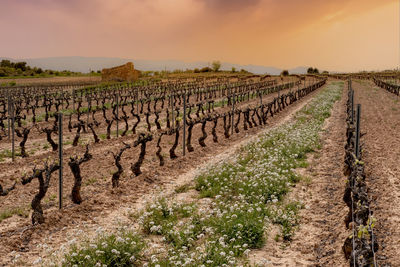 Vineyard fields