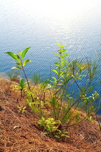 High angle view of plants by lake