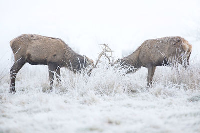 Full length of two deers facing each other