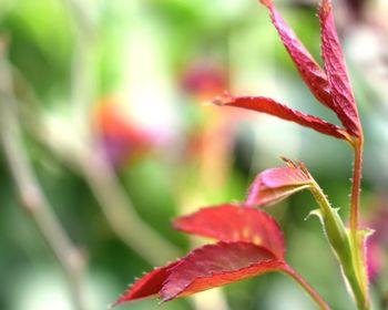 Close-up of red flowering plant