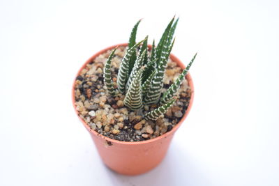 Close-up of plant over white background