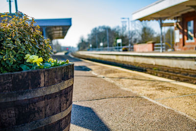 Close-up of potted plants by building against sky on sunny day