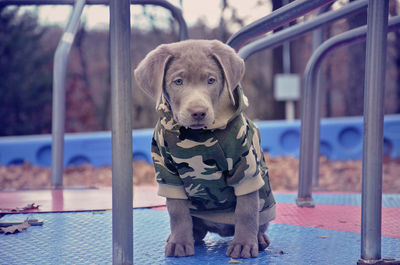 Chocolate labrador puppy on merry-go-round at playground