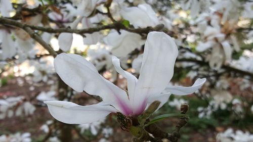 Close-up of fresh white cherry blossom
