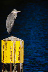 Seagull perching on wooden post