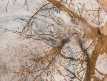 Close-up of snow on tree