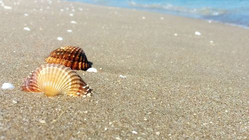 Close-up of seashell on beach