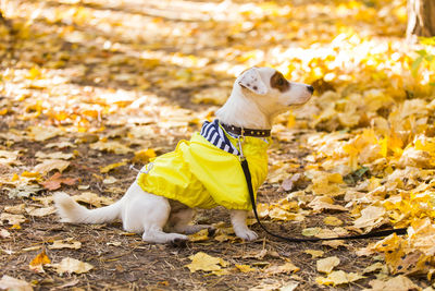 View of a dog on autumn leaves